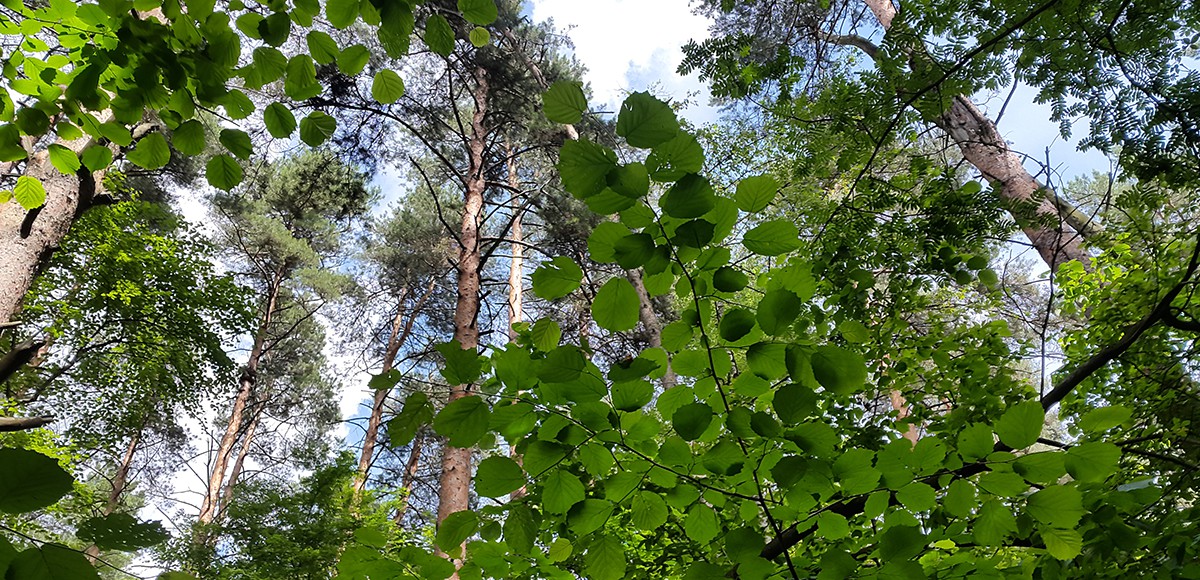 Лес за забором поселка Елочка Лес рядом с КП Елочка